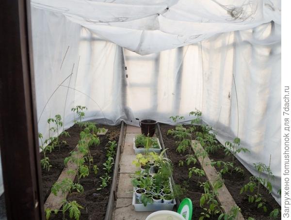 Высадила томаты. По прогнозу грядёт похолодание...