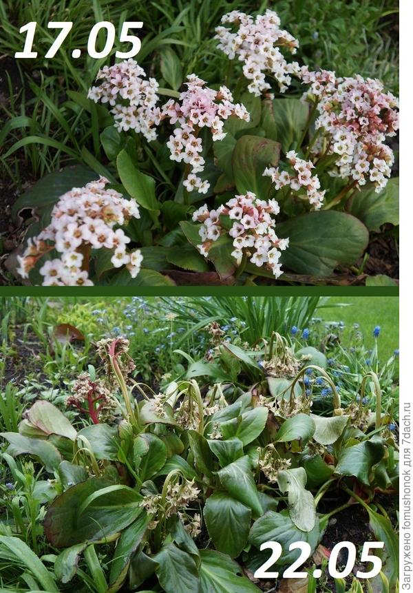 И "вдруг" похолодало, сбылся прогноз, но заморозки были сильнее обещанного и две ночи подряд.