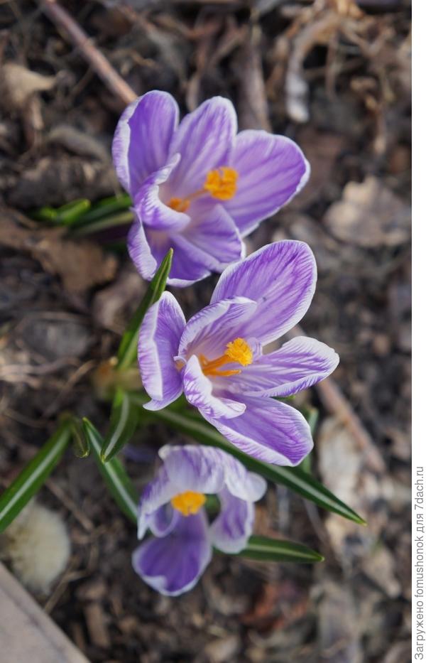 На даче зацветают первые цветы.
