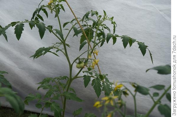 Завязался первый помидорчик в теплице.