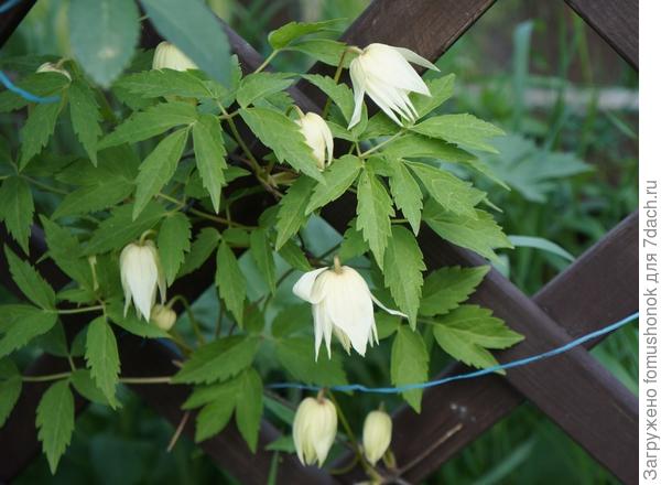 Зацвёл княжик прошлогодней посадки.