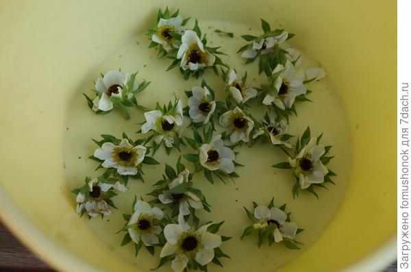 но больше меня расстроили подмороженные завязи у земляники...