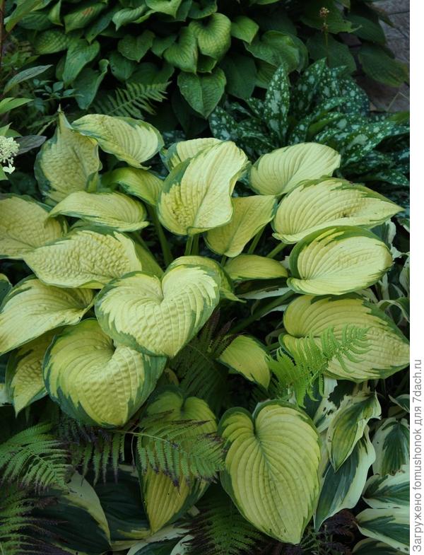 и та же самая хоста крупным планом осенью.