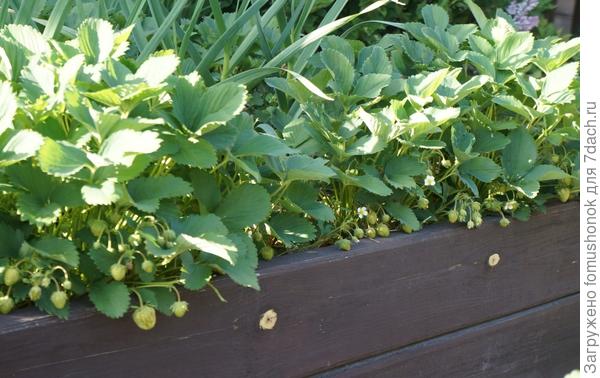 Завязывается земляничка.