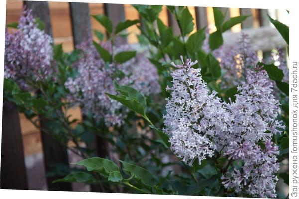 Зацветает сирень Мейера.