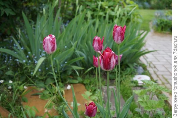 Это были последние тюльпаны.