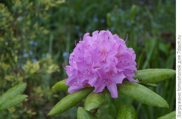 Отцветает рододендрон.