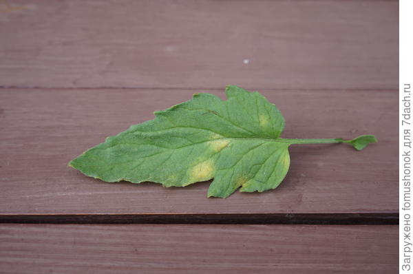 на верхней стороне листовой пластины расплывчатые светлые пятна,
