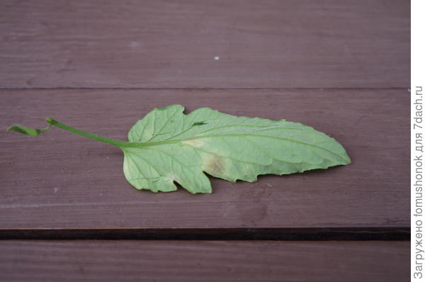 а на нижней -  &quot;бархатистые&quot; тёмные пятна со спорами. Край у них светлее и тоже расплывчатый. Конечно, я могу ошибаться. Хотелось бы услышать мнение специалистов...