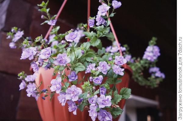 Для сравнения листочков...