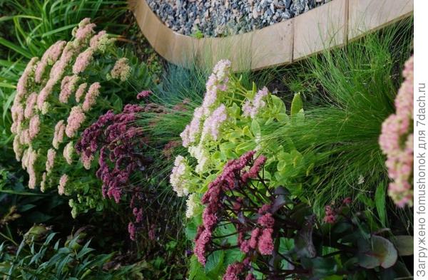 Разные сорта. Извините, фото повернуть сама не могу.Может, помогут модераторы.