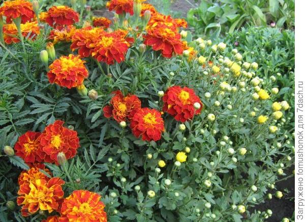 Вот в 2012 году я её фотографировала! Вполне себе уже приличный кустик!