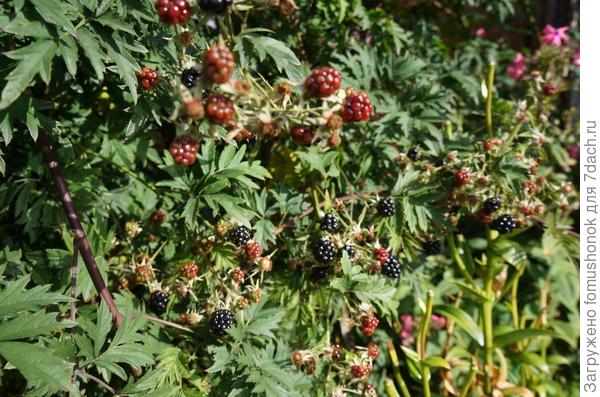 Ежевика в этом году припозднилась с созреванием.