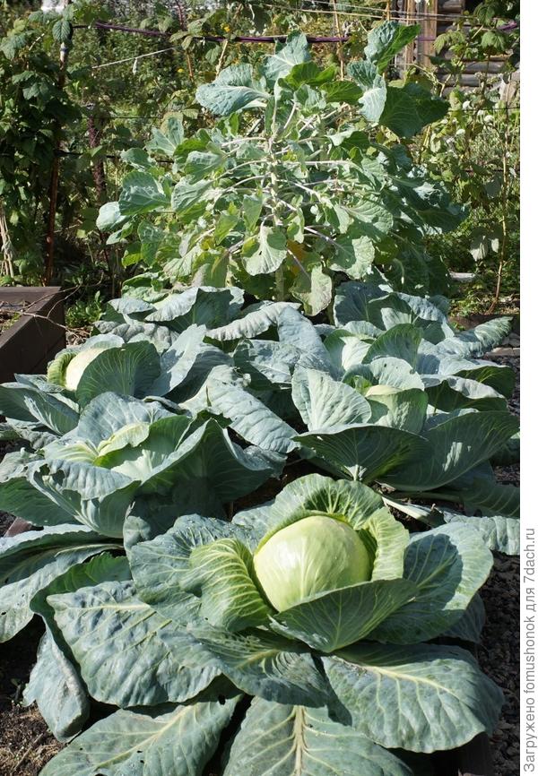 На огороде осталась капуста да морковка.