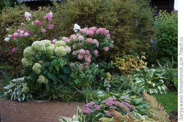 Гортензии окрашиваются...