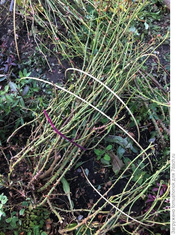 Кусты пригнуты и пришпилены.