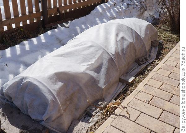 Примерно так выглядят все укрытия после зимы.