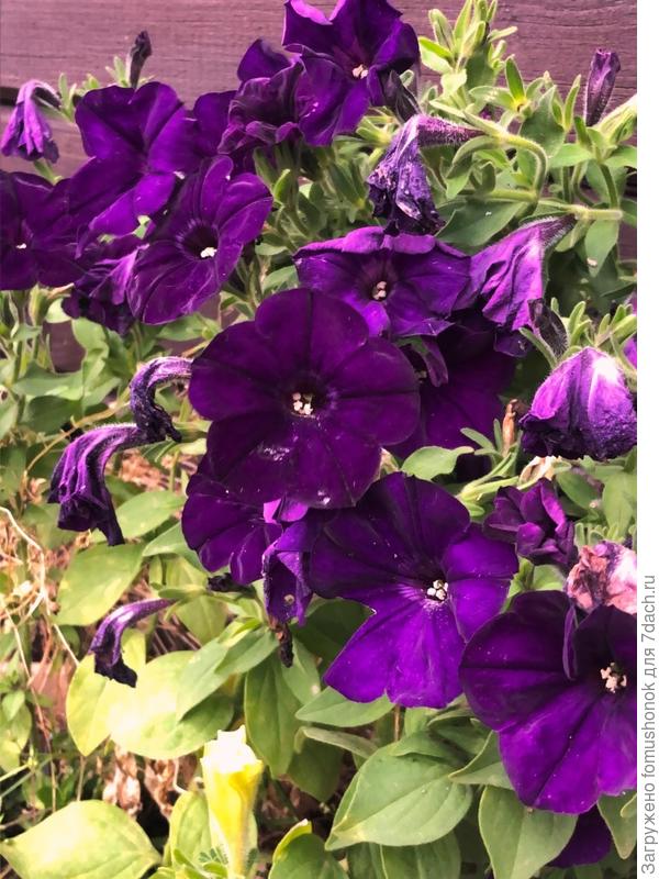 Последние цветы...