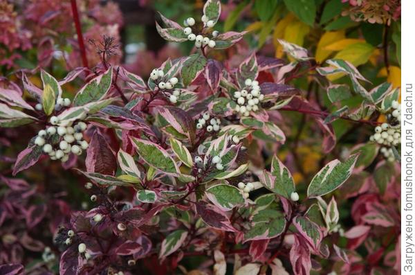 Фото дёрена покрупнее.