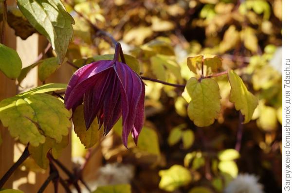 Вчера на даче...