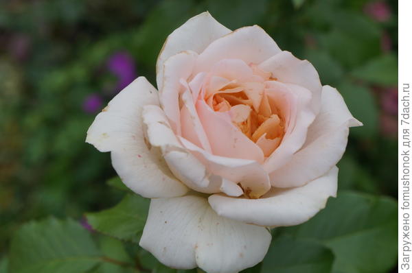 Вот так у меня на глазах попировала-полакомилась розочкой бронзовка. К слову сказать, очень красивый жучок!