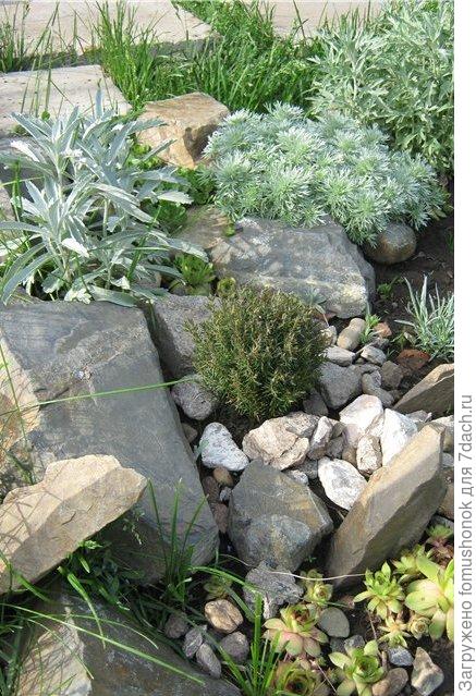 2011 год (молодые растеньица в правом нижнем углу).неа