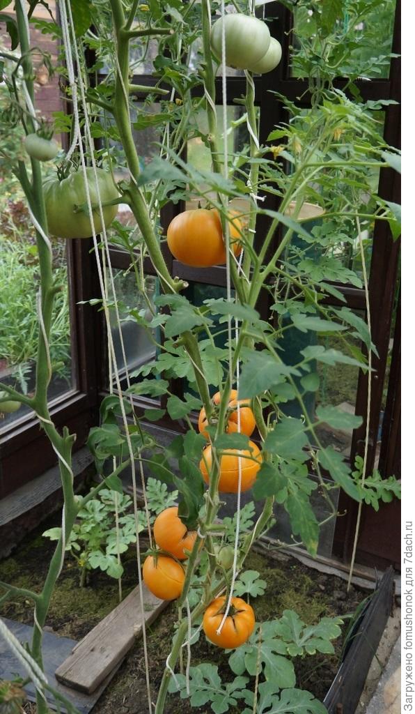 &quot;Хурма&quot;. Вторая половина августа.