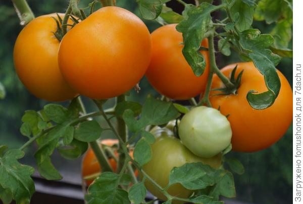 Из любимчиков ниже всех у меня &quot;Хурма&quot;. Около двух метров  высотой.