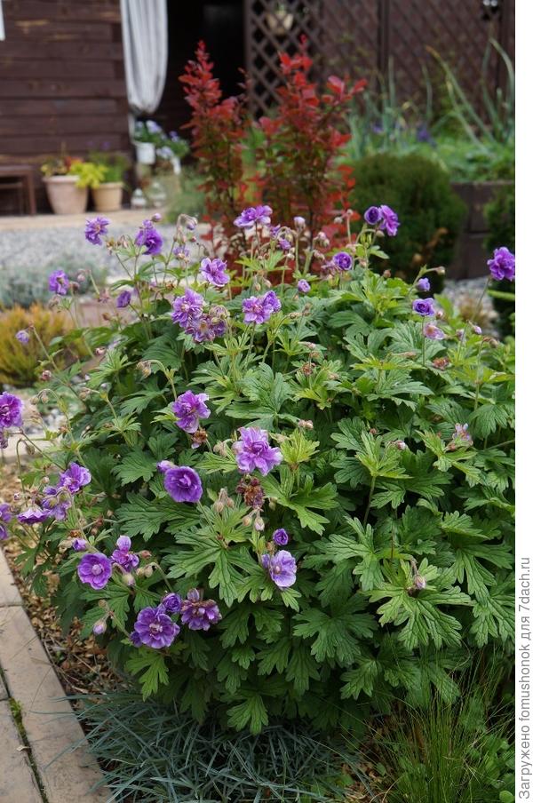 С 2019 года сею в феврале. При таких сроках его кустики заметны уже с июня (в нижнем правом углу).