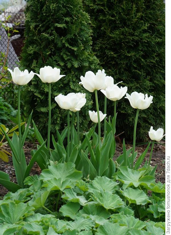 Ваш Mount Tacoma, по-моему,  брат-близнец моему.