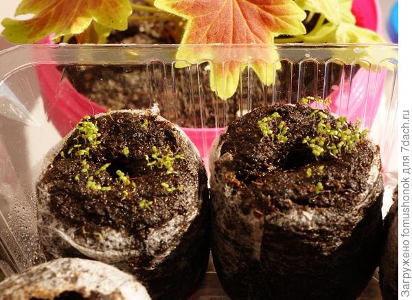 Сеянцы сегодня.