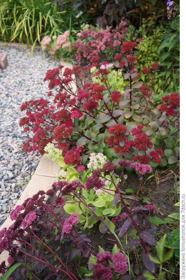 Седумы любимые...