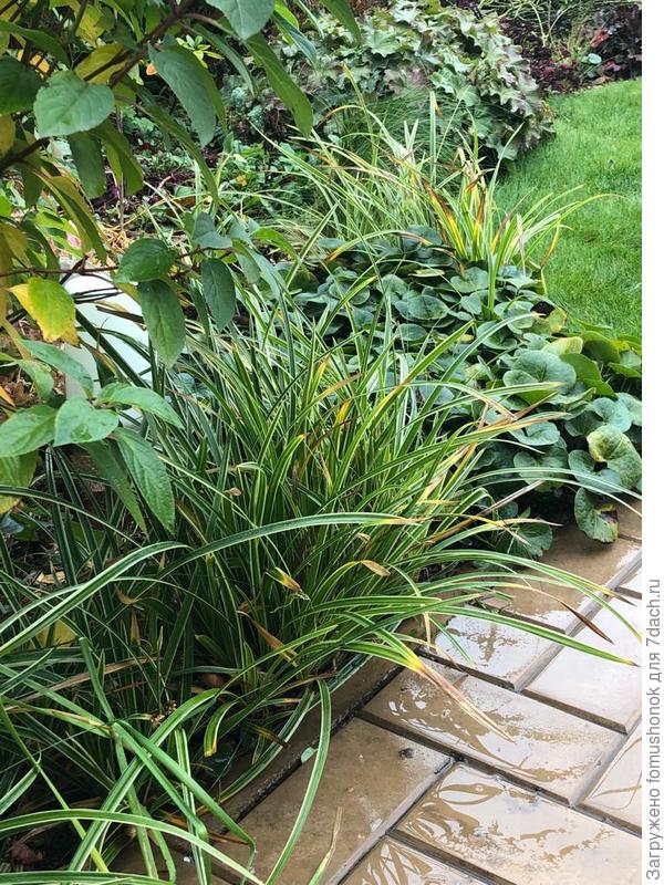 А у Людмилы на фото осока и даже, по-моему, из моего сада. ) Если присмотреться, то видны отличия.