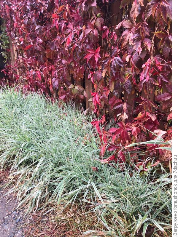 У меня он тоже есть, растёт за забором. Зять дважды за лето стрижёт его под ноль.