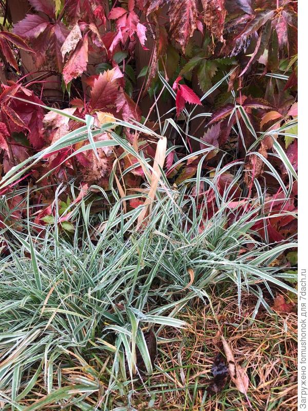 У фаляриса листья &quot;сидячие&quot; на более высоком стебле.