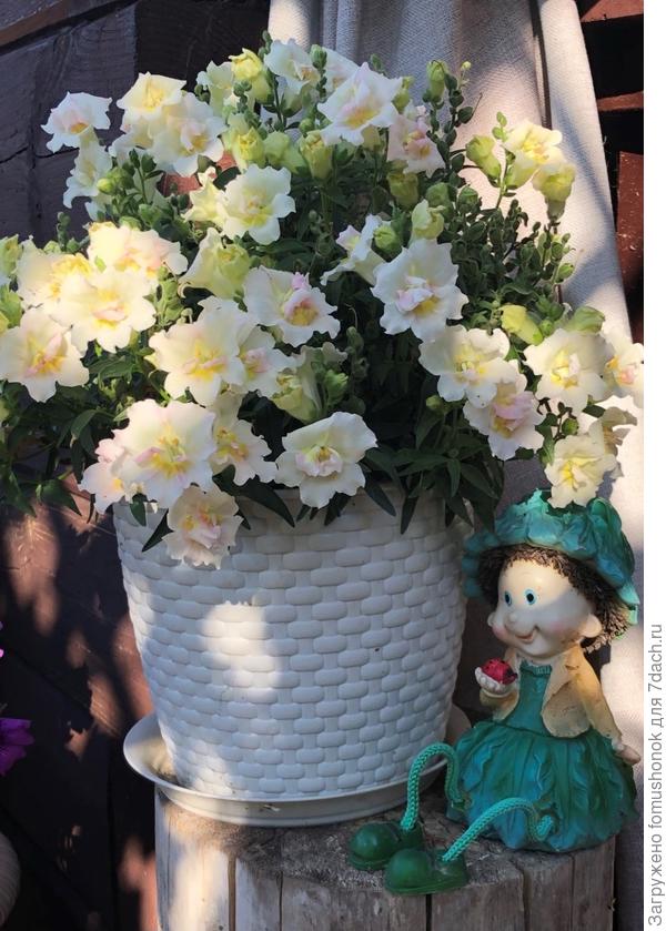 3 сентября. Набирает третью волну. В реальности так красиво сочетаются лаймовые бутоныс раскрывшимися цветками. Техника искажает, да и сжатие загружаемого фото делает своё дело.