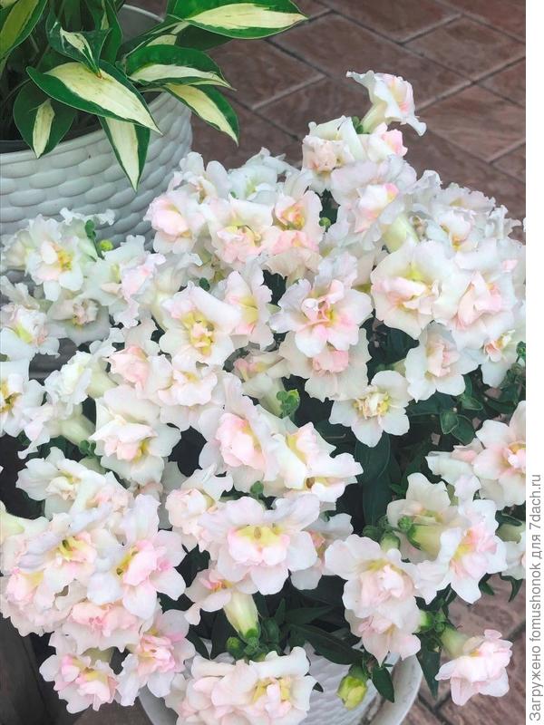 7 августа. Пик второй волны цветения.