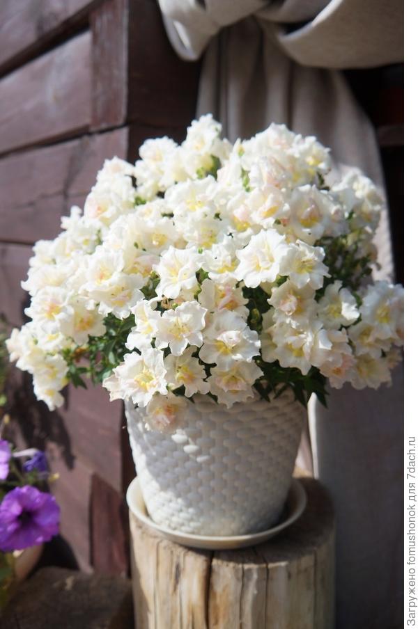 11 сентября. Дней 10 назад цветочки начали вянуть. Кашпо занесла в теплицу. Возможно, попробую закопать на зимовку в грядку.