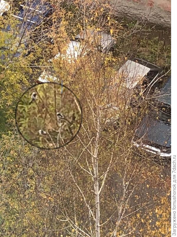 Длиннохвостых синичек видела как-то раз на берёзе в октябре из окна. Дерево далеко, видно плохо. Улетели быстро. На них "местные" активно нападали, прогнали...