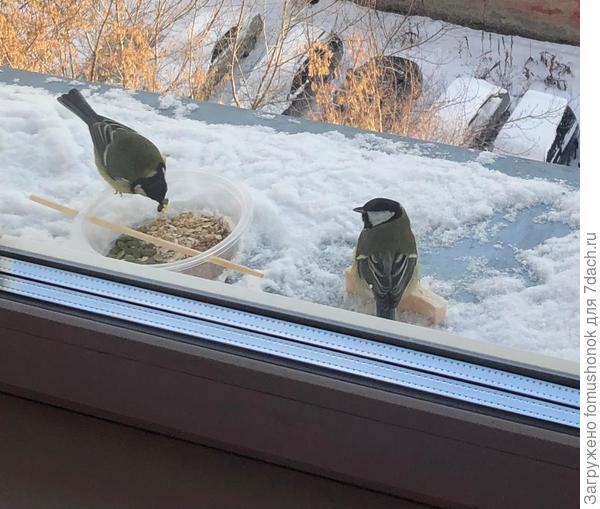 Ежедневные гости на нашем подоконнике - обычные синички. Только один раз прилетала покормиться гаичка.