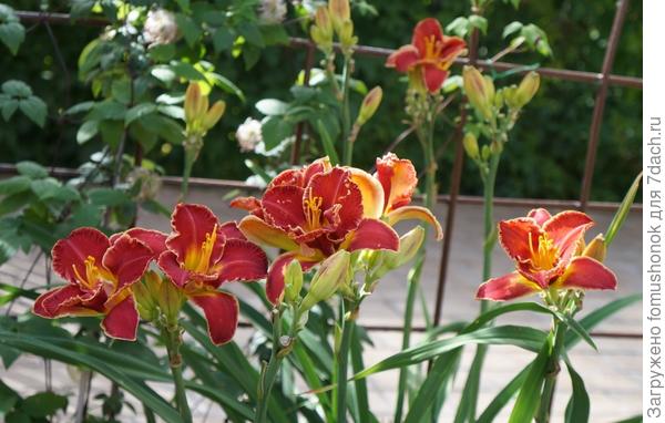 Лилейники...