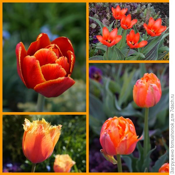 Оранжевый мне просто необходим в саду с весны и до самой зимы. Тюльпаны...