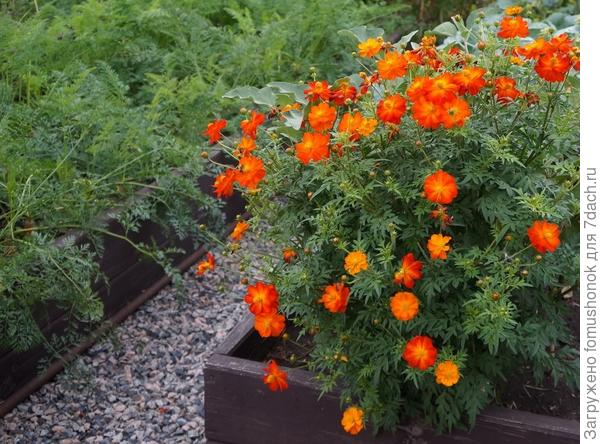 И огород без оранжевого, по-моему, совсем не огород!))