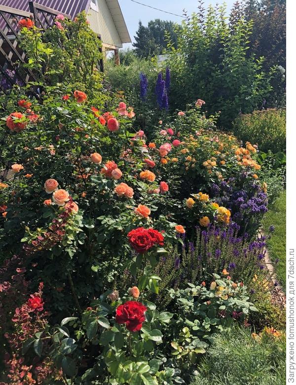 И розы, розы...)