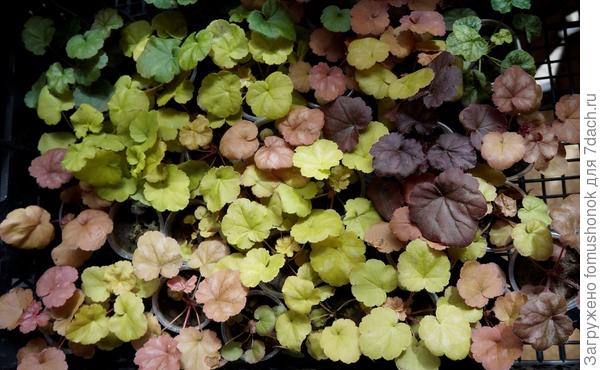 Сеянцы гейхеры.