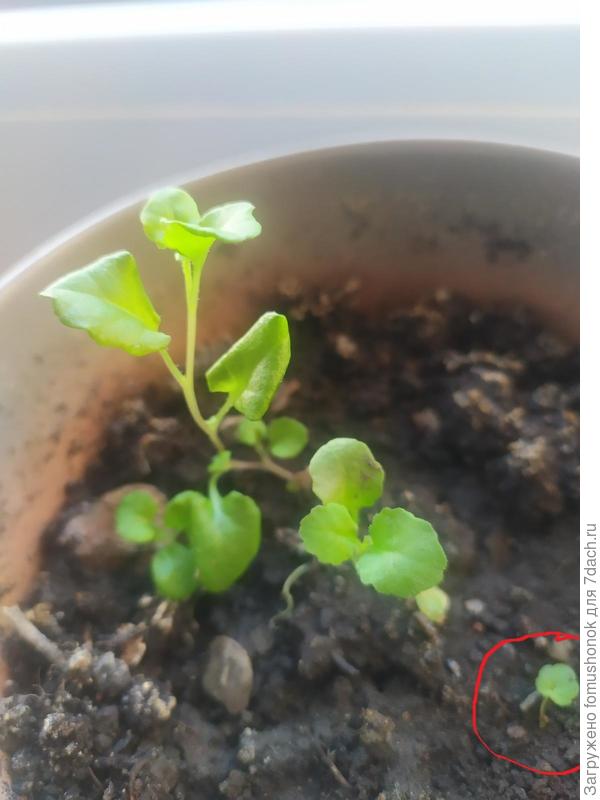 Вот обвела сеянец, на который, мне кажется, есть надежда!)