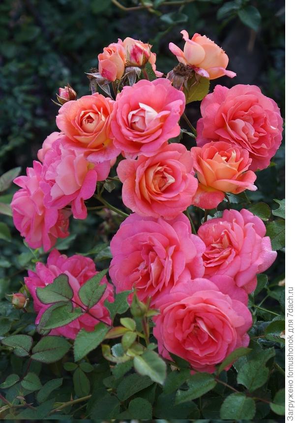 Чудо природы! Ей подвластен даже переход во времени от тёплых тонов к холодным.  Разве это не красиво?