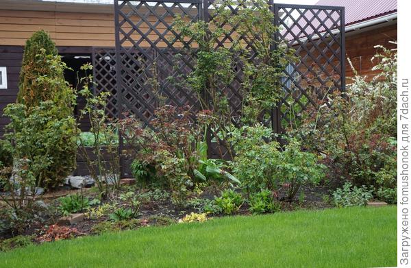 Рабочее весеннее фото. Видно, насколько разной может быть краснота молодой листвы у роз. Сортовые особенности. Вообще, красноватости прироста радоваться нужно - можно быть уверенным, что идёт сорт, а не шиповник (подвой). )