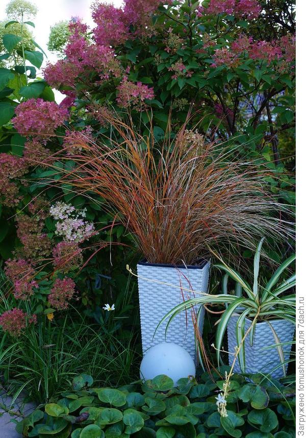 Осенняя окраска.