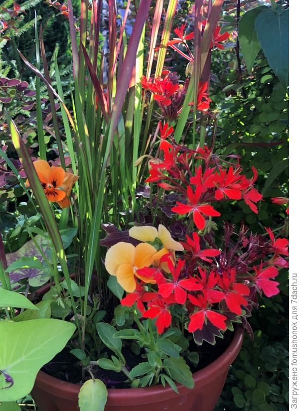 Обожаю её цветочки!